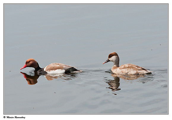 Red-crested Pochard (Krooneend) at the Reeuwijkse Plassen