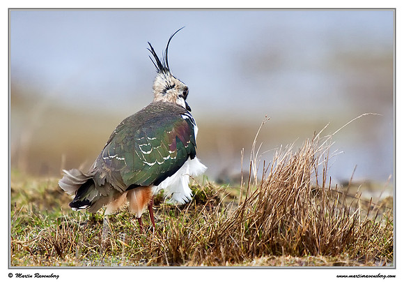 Northern Lapwing (Kievit) at Schouwen-Duiveland