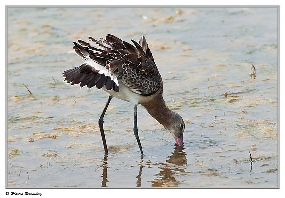 Black-tailed Godwit (Grutto) at the Starrevaart lake near Stompwijk
