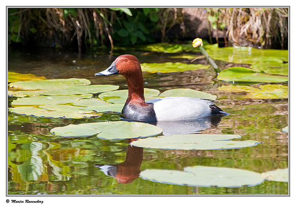 Common Pochard (Tafeleend) at the Reeuwijkse Plassen