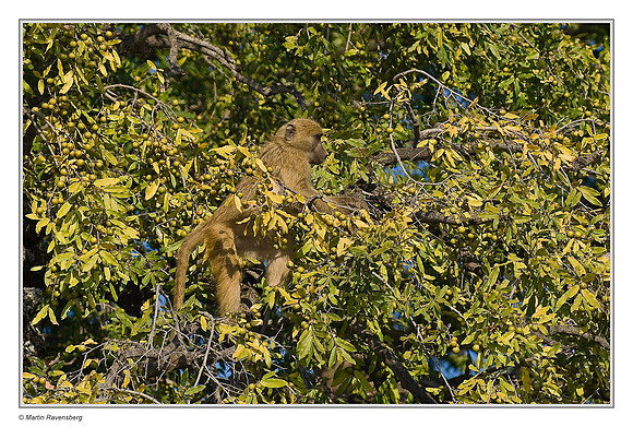 Chacma or Cape Baboon (along the Chobe River) in the Chobe National Park