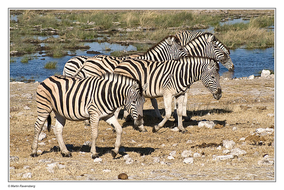 Burchell's Zebra in Etosha National Park