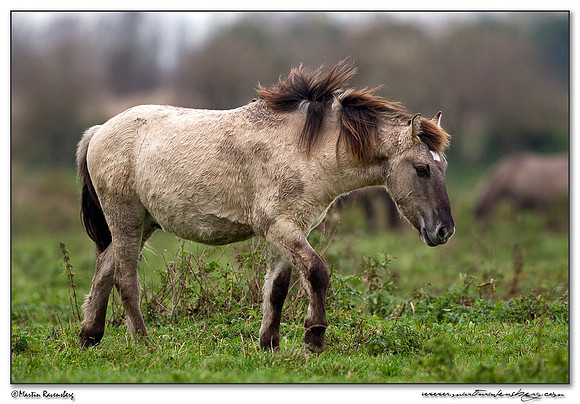 Konikhorse (Konikpaard) at the Oostvaardersplassen - De Krakeend Hut