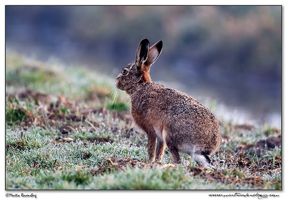 European Hare (Haas) at the National Landscape Arkemheem-Eemland