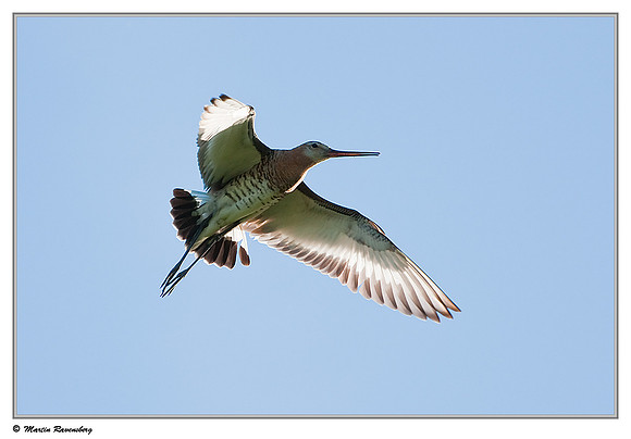 Black-tailed Godwit (Grutto) near Hazerswoude in the meadow birds reserve De Wilck