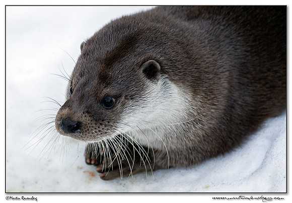 European Otter (Europese Otter) at the Bavarian Forest National Park