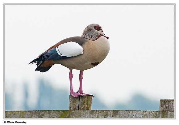 Egyptian Goose (Nijlgans) at the Reeuwijkse Plassen