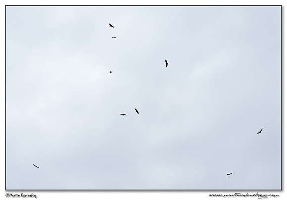 Vultures at the Hlane Royal National Park