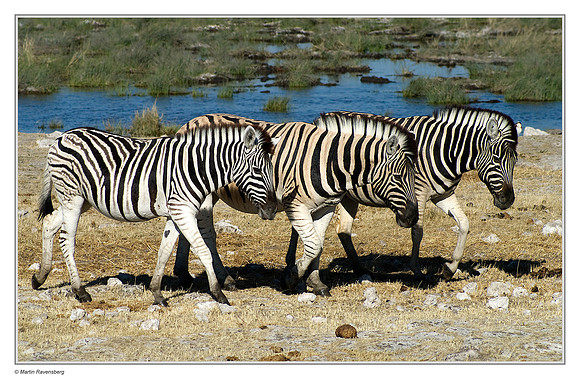 Burchell's Zebra in Etosha National Park
