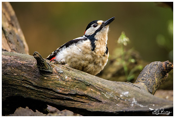 Great Spotted Woodpecker (Grote Bonte Specht) at the Fotohut Gooi owned by the Goois Natuurreservaat