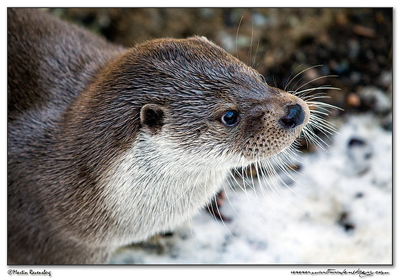 European Otter (Europese Otter) at the Bavarian Forest National Park