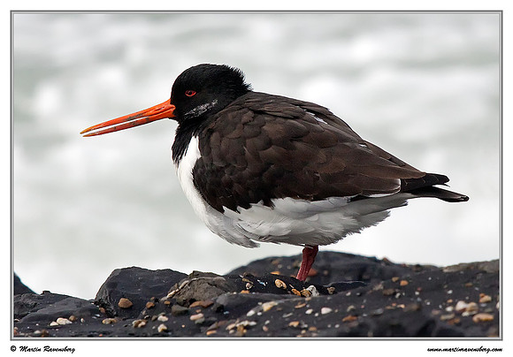 Eurasian Oystercatcher (Scholekster) at the seaside on the Brouwensdam