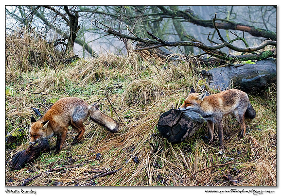 Red Fox (Vos) at the Amsterdamse Waterleiding Duinen Nature Rese