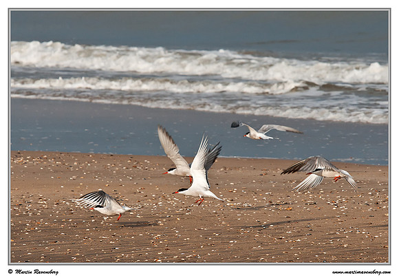 Common Tern (Visdiefje) at the North Sea coast near the Amsterdamse Waterleiding Duinen Nature Reserve