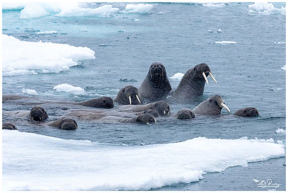 Walrus at Torellneset at the south west coast of the Nordaustlandet Island.