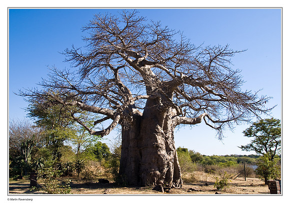 Baobab Tree