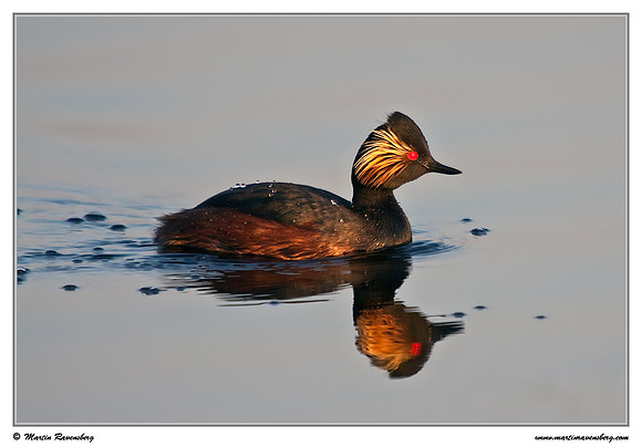 Black-necked Grebe (Geoorde Fuut) at the Groene Jonker nature area near Nieuwkoop