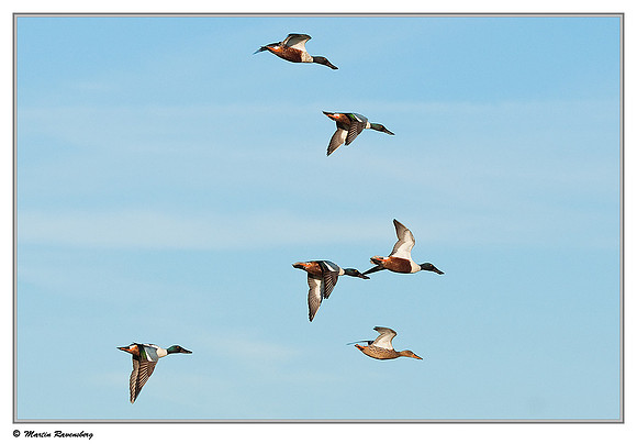 Northern Shoveler (Slobeend) near Hazerswoude in the meadow birds reserve De Wilck