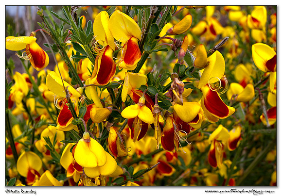 Common Broom (Gewone Brem)