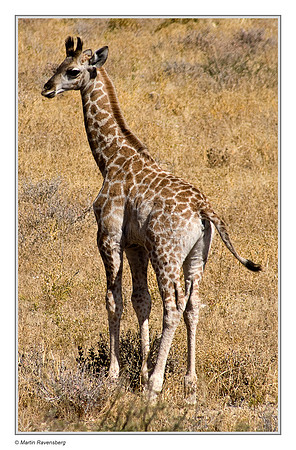 A young Southern Giraffe in Etosha National Park