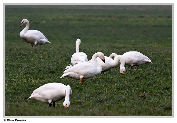 Tundra Swan (Kleine Zwaan) near Hazerswoude