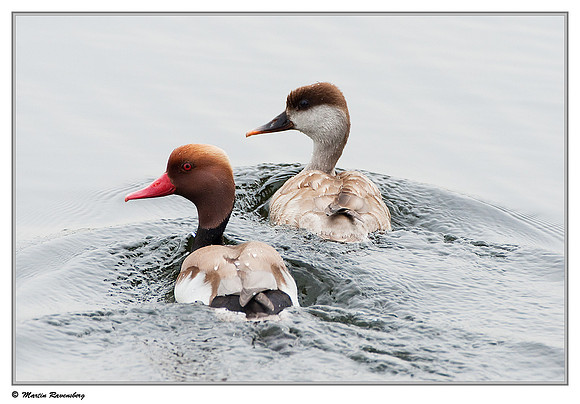 Red-crested Pochard (Krooneend) at the Reeuwijkse Plassen