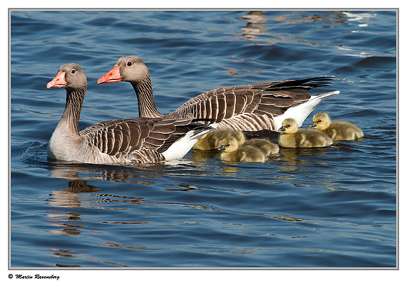 Greylag Goose (Grauwe Gans) at the Starrevaart lake near Stompwijk
