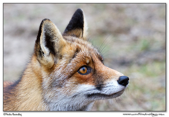 Red Fox (Vos) at the Amsterdamse Waterleiding Duinen Nature Reserve
