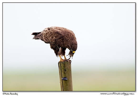 Common Buzzard (Buizerd) in the polders Eemland near Eemnes