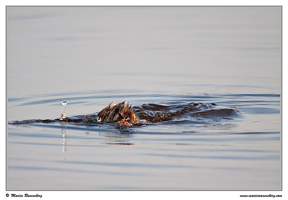 Black-necked Grebe (Geoorde Fuut) at the Groene Jonker nature area near Noorden