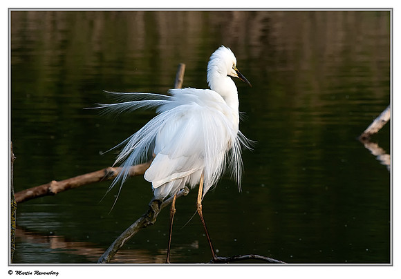 Great Egret (Grote Zilverreiger) at the Oostvaardersplassen - Lepelaarhut