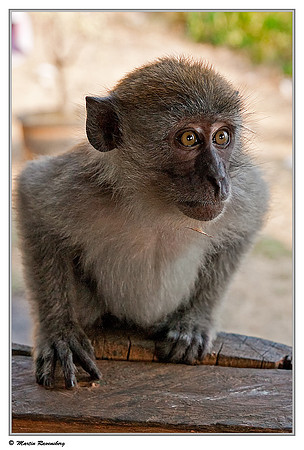 A young startled Long-tailed Macaque at a viewpoint over the Toba Lake near Prapat