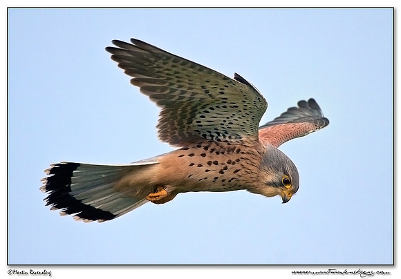 Common Kestrel (Torenvalk) at the Plompe Toren near Koudekerke at Schouwen-Duiveland