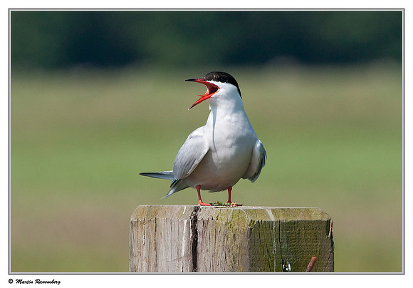 Common Tern (Visdiefje) near Gouda