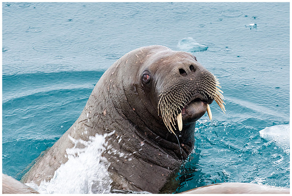 Walrus at Torellneset at the south west coast of the Nordaustlandet Island.