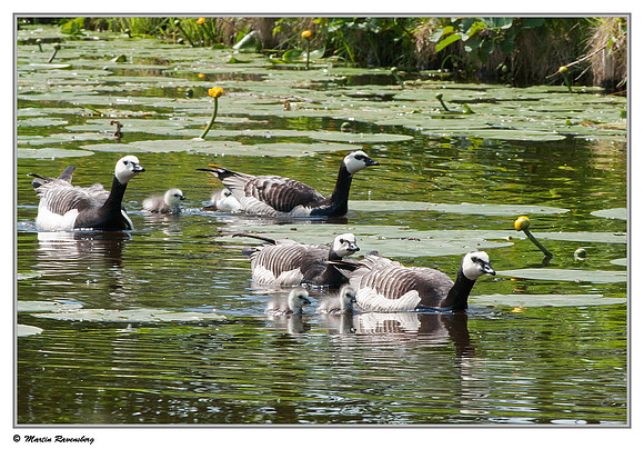 Barnacle Goose (Brandgans) at the Reeuwijkse Plassen
