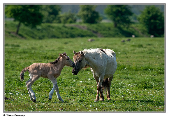 Konikhorses (Konikpaard) at the Oostvaardersplassen - Oostvaardersveld viewpoint