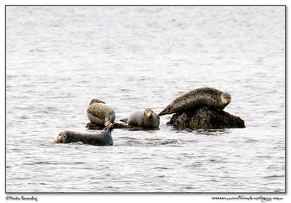 Harbor seal (Gewone Zeehond) at Heligoland (Helgoland) - Germany