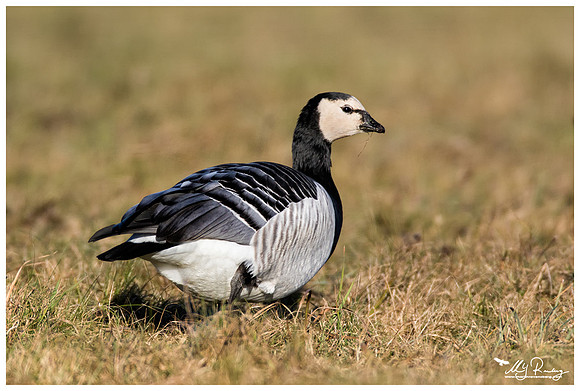 Barnacle Goose (Brandgans) near the Lauwersmeer