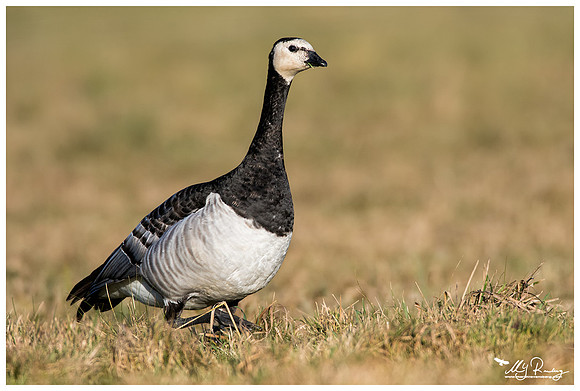 Barnacle Goose (Brandgans) near the Lauwersmeer