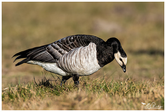 Barnacle Goose (Brandgans) near the Lauwersmeer