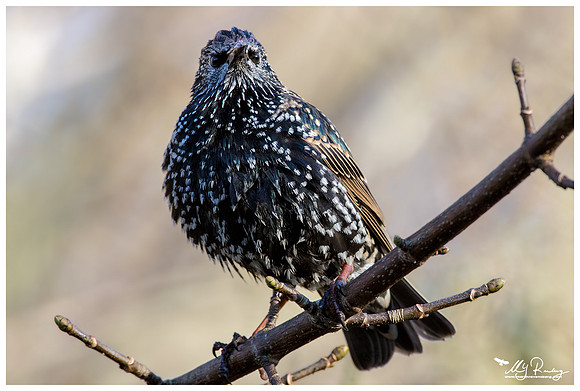 European Starling (Spreeuw) at the Lauwersmeer