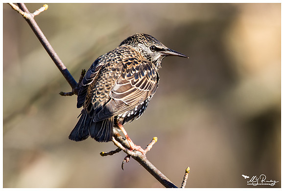 European Starling (Spreeuw) at the Lauwersmeer