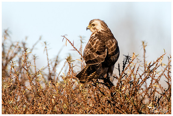 Common Buzzard (Buizerd) at the Lauwersmeer