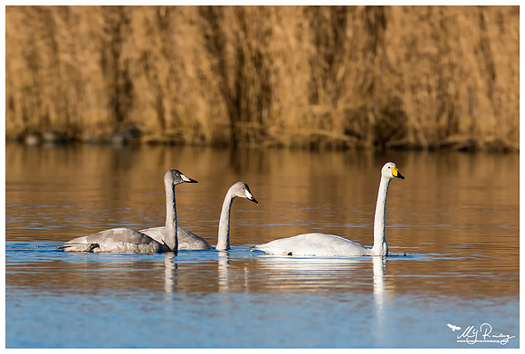 Whooper Swan (Wilde Zwaan) at the Lauwersmeer