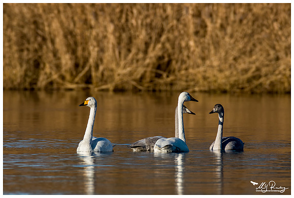 Whooper Swan (Wilde Zwaan) at the Lauwersmeer