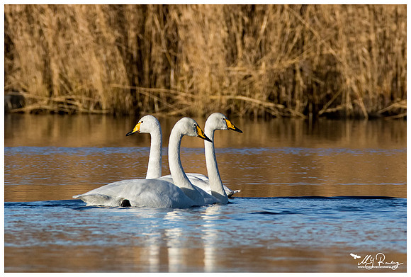 Whooper Swan (Wilde Zwaan) at the Lauwersmeer