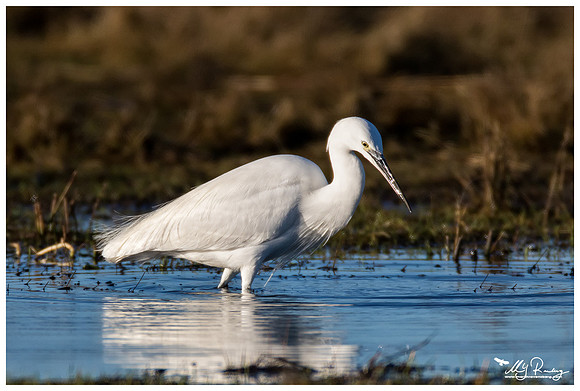 Little Egret (Kleine Zilverreiger) at the Lauwersmeer