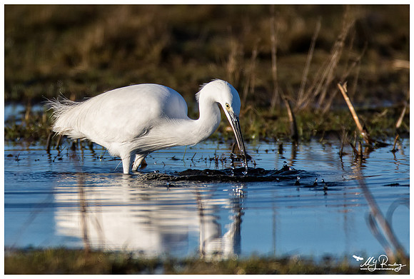 Little Egret (Kleine Zilverreiger) at the Lauwersmeer