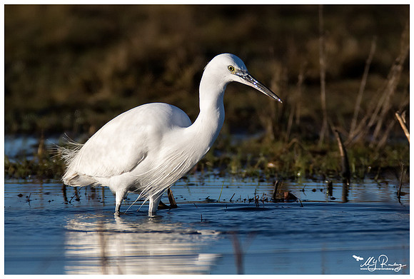 Little Egret (Kleine Zilverreiger) at the Lauwersmeer